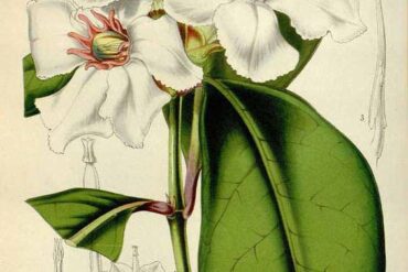 Protokół jodowy – informacje dla początkujących