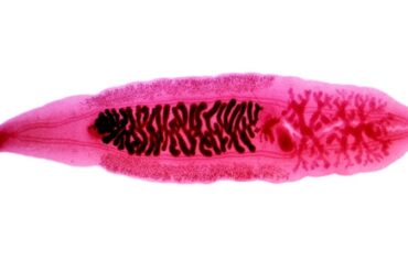 Zalecenia Biolit przy kompleksowym leczeniu boreliozy